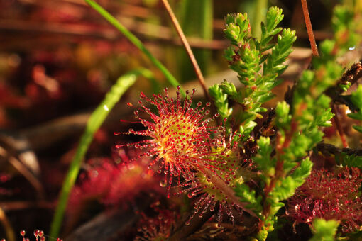 The round-leaved sundew in the Karwendel Nature Park is tipped with glistening droplets that attract insects.