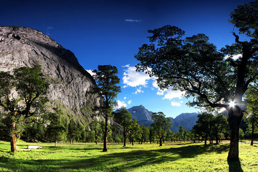 Beautiful view of the maple trees of the Ahornboden backdropped by the mountains.