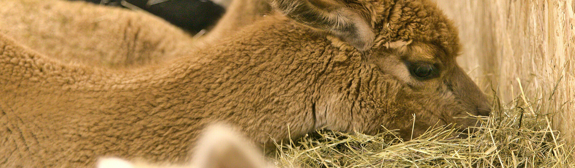 A small herd of alpacas snuggles up in the hay in the Achensee region.