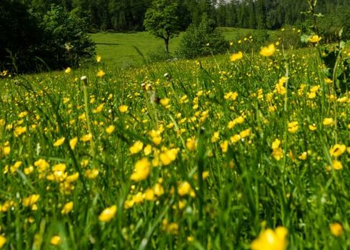 Sommerkräuterwanderung