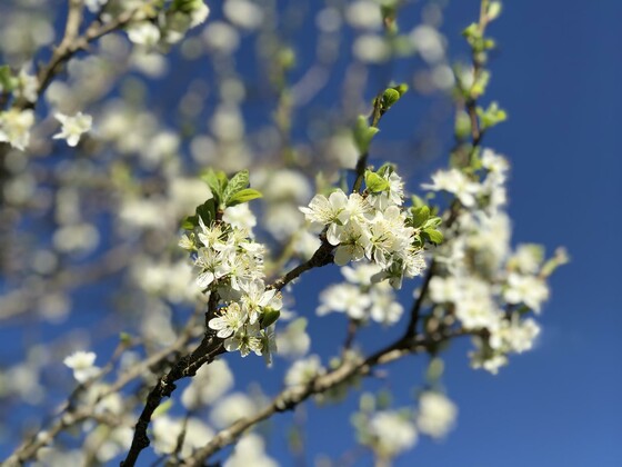 Achentaler Bauernhäusl