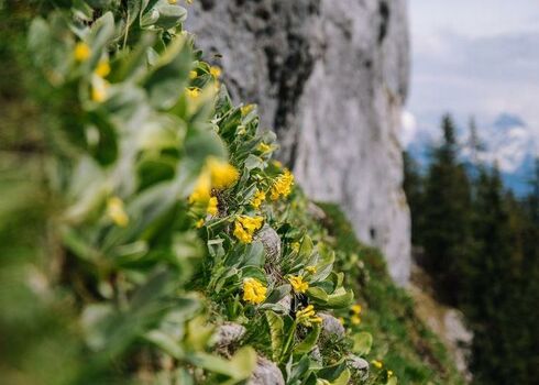 Climbing with Respect